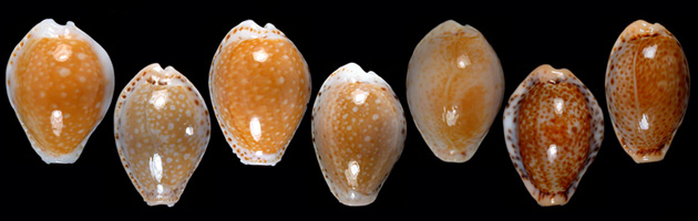 Famiglia Cypraeidae